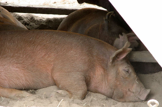 Sleeping pig